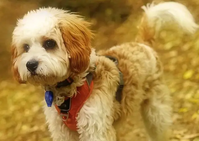 Poodle and Cavalier Mix