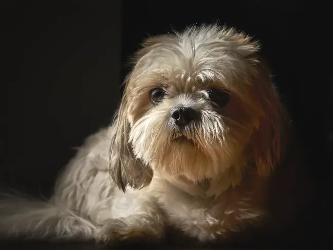 Shih Poo