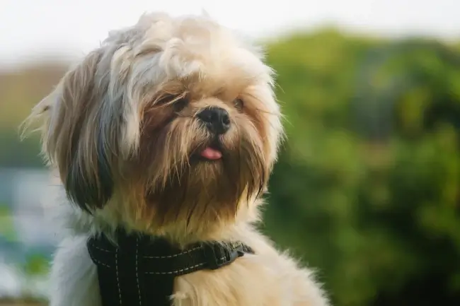 caring for a shih poo
