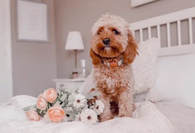 A Cavapoo sitting on a bed with flowers.