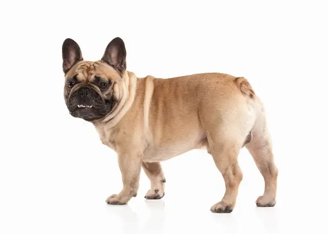 A French Bulldog standing on a white background.