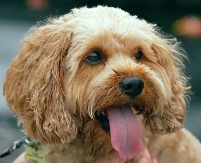A person is holding a Cavapoo with its tongue out.