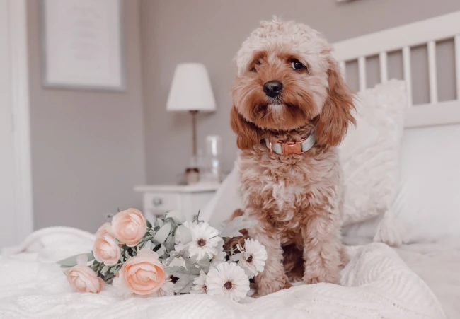 A small Cavalier King Charles Spaniel dog sitting on a bed with flowers.