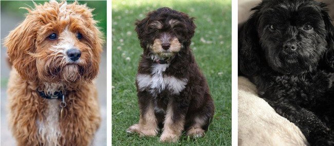 Cavapoo kleuren