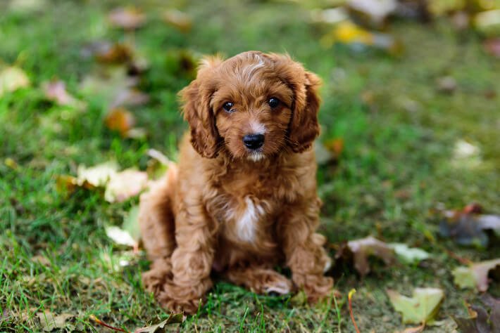 red and white cavapoo