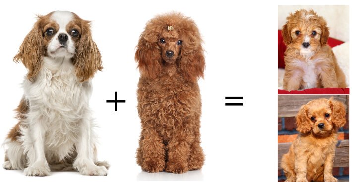 cavapoo similar breeds