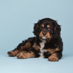  Cavapoo negro y bronceado