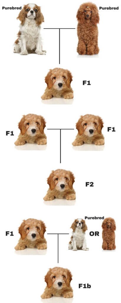 what does f1 puppy mean