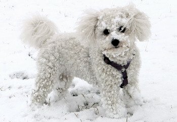 cavapoo bichon