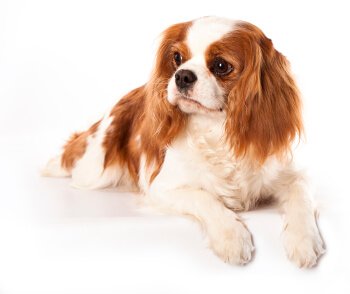 what is the difference between a cavachon and a cavapoo