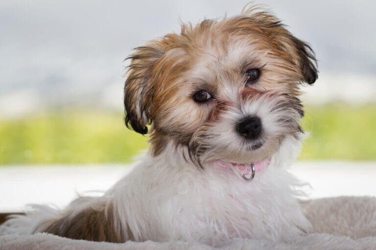 Cavapoo Vs Cavachon: Which One Would Suit You? - CavapooLove