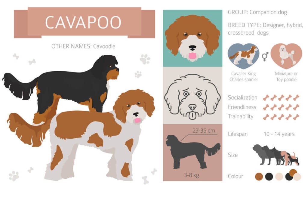 Cavapoo Infographic