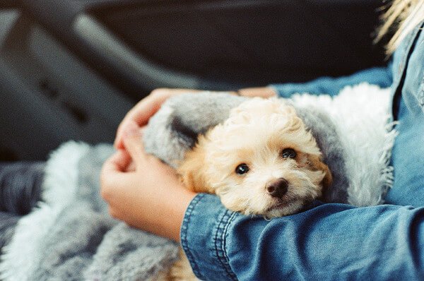 Buying Your Cavapoo Puppy