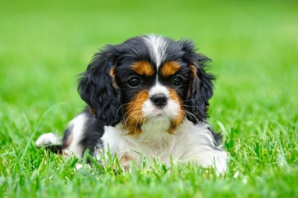 New Cavapoo Puppy - What Have I Done - Cavapoolove