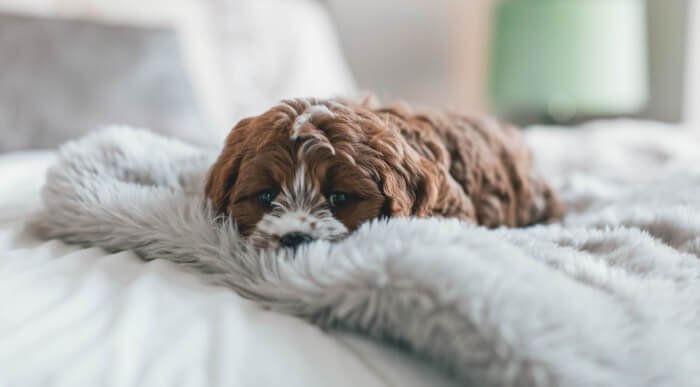 Cavapoo questions Cavapoo questions