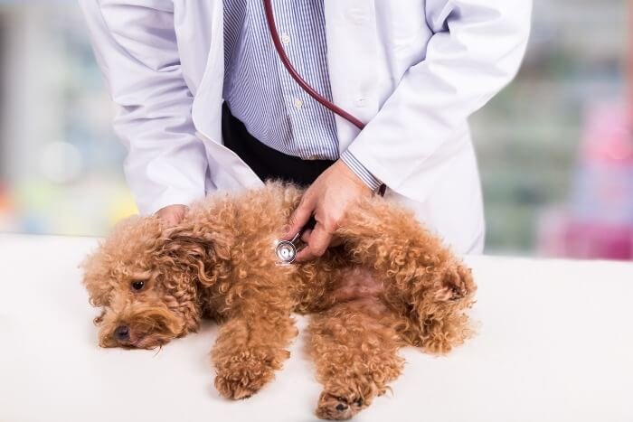 Can heartworm in dogs be cured