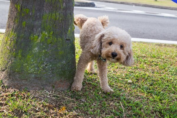 training a cavapoo puppy