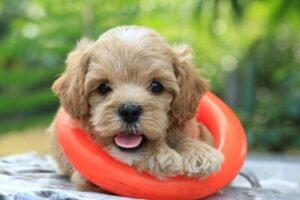 Small Cavapoo puppy looking at the camera with an orange toy ring around it's neck