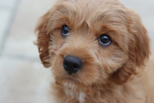 cavapoo shedding