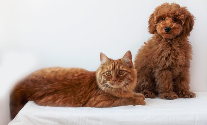 do cavapoos get along with dogs