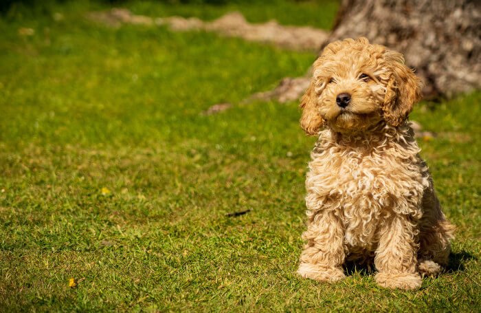 Introducing Your Cavapoo Puppy To Family Animals - CavapooLove