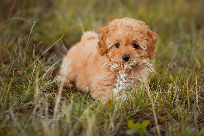 Dog Zoomies – Cavapoo behaving strangely?