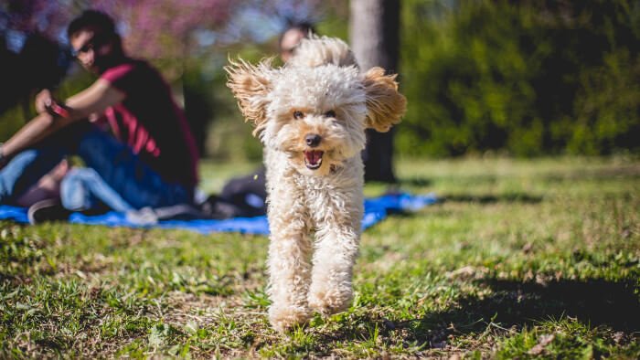 Dog Zoomies - Cavapoo Behaving Strangely? - CavapooLove