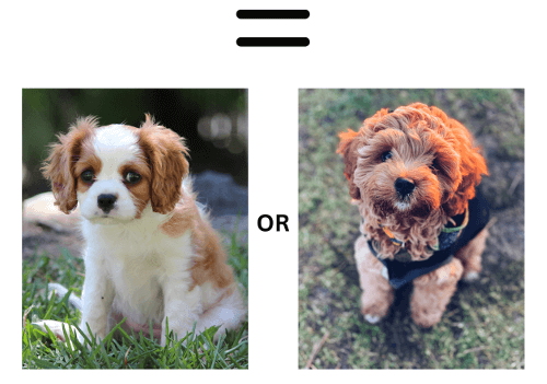 What is a Cavapoo puppy