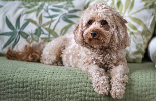 what is the difference between a cavachon and a cavapoo