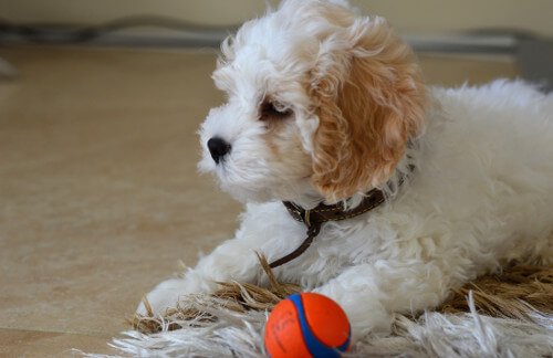 difference between a cavapoo and cavachon