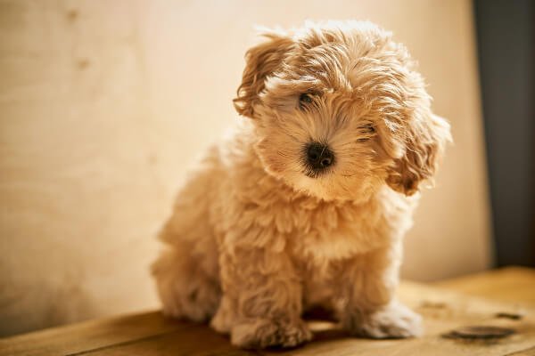 what is the average price for a cavapoo puppy