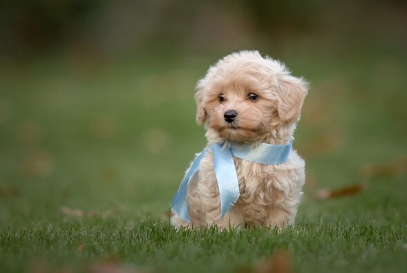 how much does a cavapoo cost