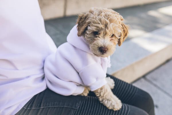 are cavapoos cuddly