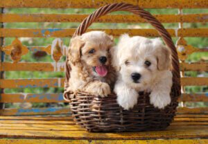 cavapoo littermate syndrome