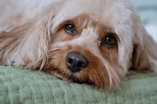 how much sleep does a cavapoo need