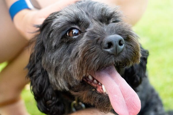 are ice cubes good for teething puppies