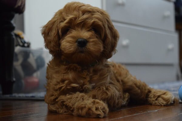 how much sleep does a cavapoo need