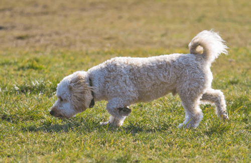 are poodle tails docked