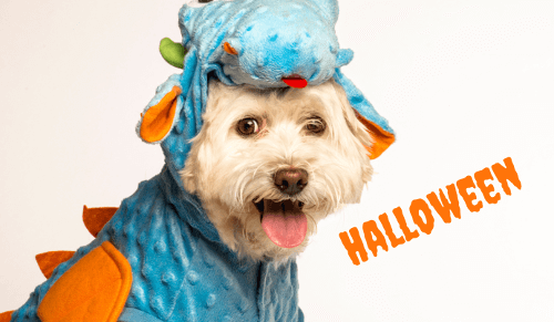 Best Halloween Costumes For Cavapoos