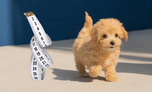 Cavapoo Full Grown - How Big Does A Cavapoo Get? - CavapooLove