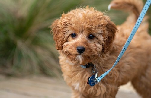 at what age is a cavapoo full grown