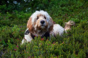 Why Does My Cavapoo Sneeze? (9 Reasons Explained) - CavapooLove