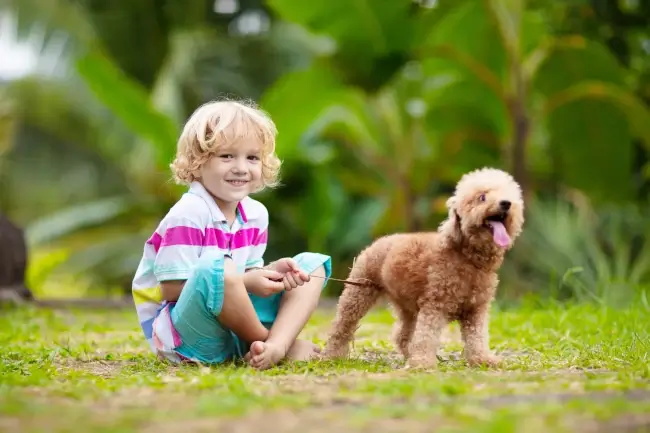 Cavapoos Make the Perfect Family Dog
