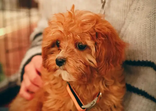 Cavapoo licking face
