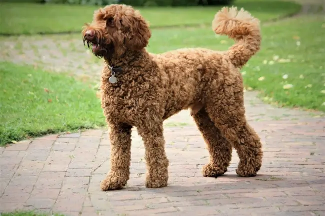 Labradoodle and Cavapoo Size