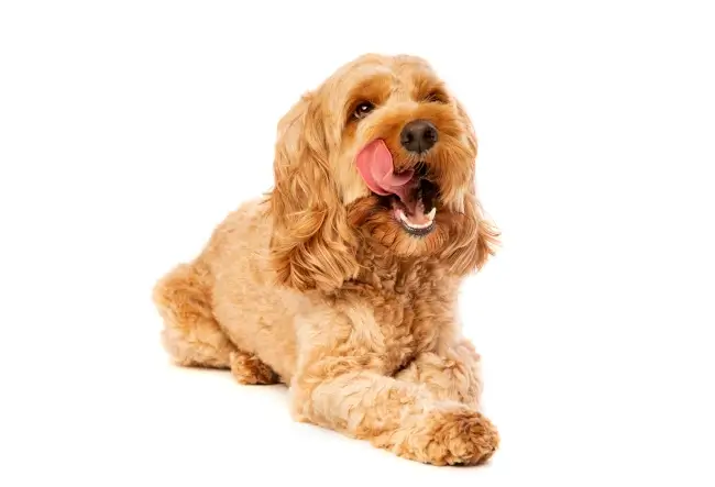 Why Do Cavapoos Lick