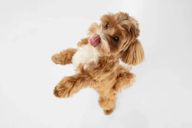 cavapoo-feeding-guide-from-puppy-to-senior-cavapoolove