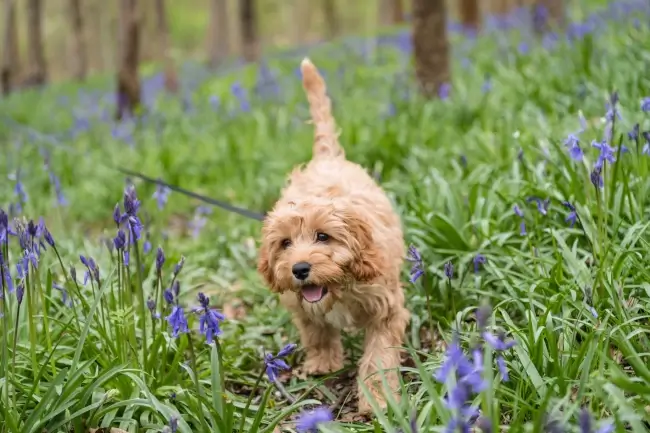 11 Signs Of A Happy Cavapoo - CavapooLove