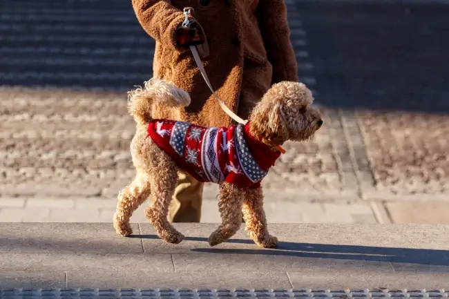 Cavapoo Exercise Needs - CavapooLove