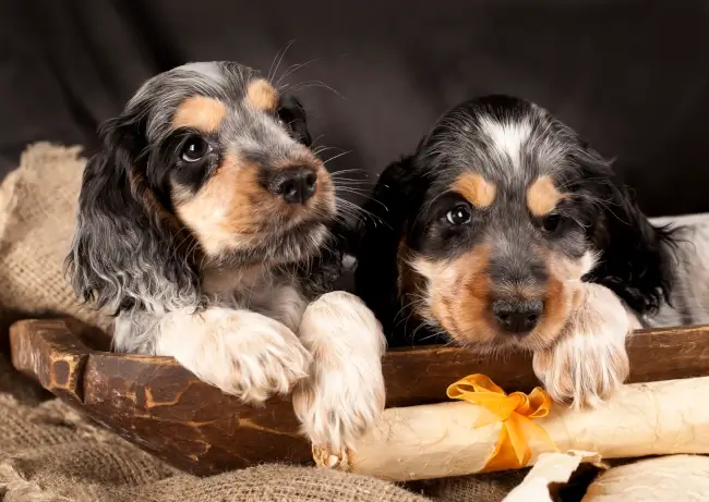 Cocker Spaniel Puppies